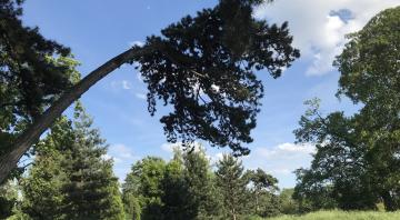 Photo représentant un parc arboré